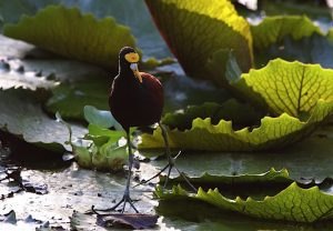 tn_img_0681can